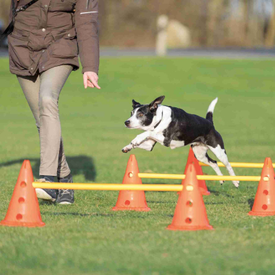 Fun Agility Pylonen-Hindernis Set