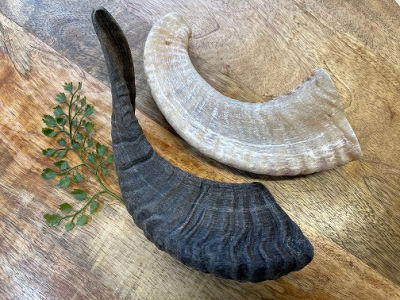 Schafshorn 1 Stück