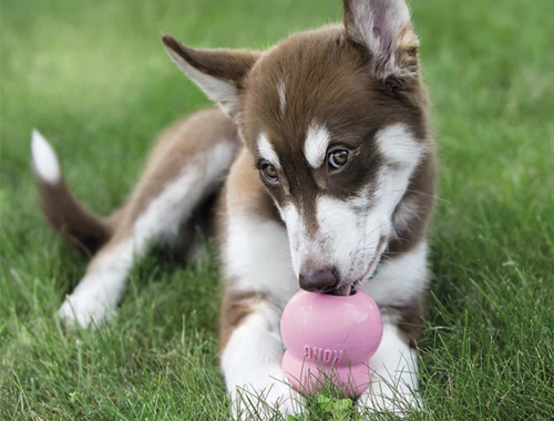 Kong Puppy für Welpen