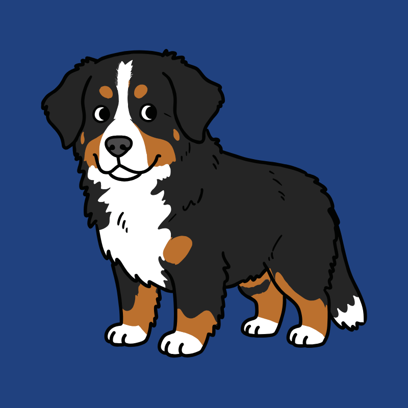 Bild Hund - Kleiner Berni